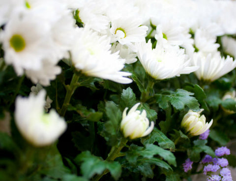 葬儀に供える供花のマナー